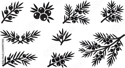 Juniper berry and pine branch vector icon set silhouette