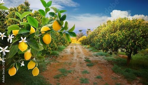 Lemon Or Citrus Limon Plant With Fruits And Flowers