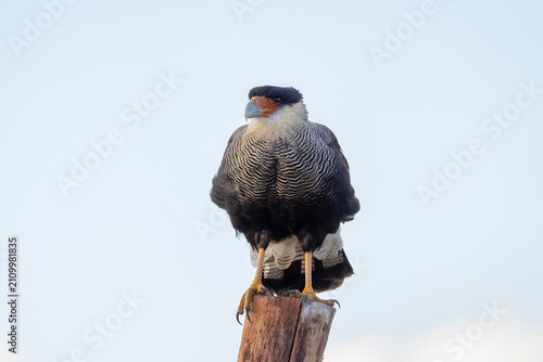 Crested caracara in Argentina, Caracara plancus full view