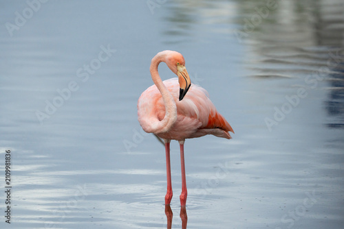 American flamingo in water, Phoenicopterus ruber, Galapagos islands