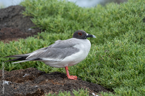 Swallow-tailed gull in Galapagos, Creagrus furcatus full view