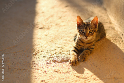 Bild auf Leinwand Cute cat in a Mediterranean garden. Selective focus.