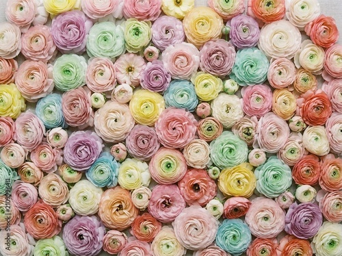Ranunculus
