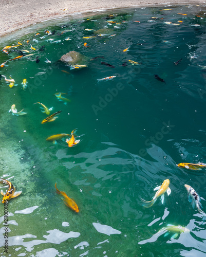Colorful Koi Fish Swimming in Clear Turquoise Pond