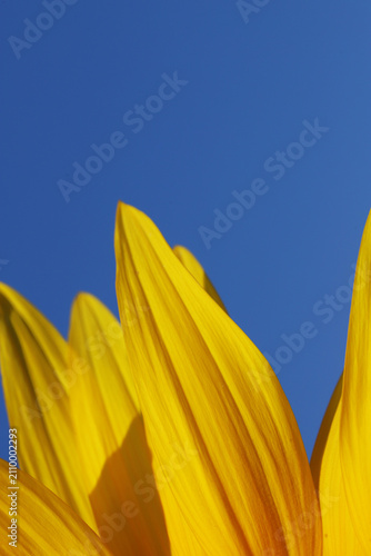 Close-up view of vibrant yellow sunflower petals filling the frame against a ...