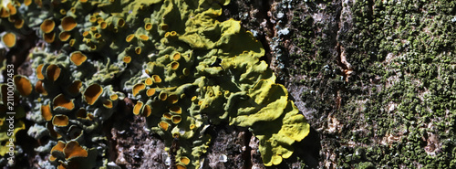 Macro view of yellow foliose lichen and green moss attached to rough tree bar...