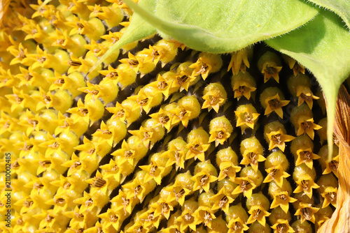 Billede på lærred Close-up image of sunflower disk florets and developing seeds showing repeating spiral pattern, yellow color and textured green bracts — useful for botany, nature, gardening and background designs
