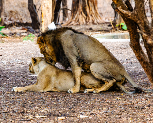 Obraz na plátne A pair of Asiatic lions mates during the breeding season, displaying natural reproductive behavior