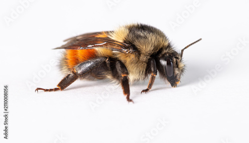 Fotografía A close up (macro) of an orange rumped bumble bee (bombus ternarius) on a white