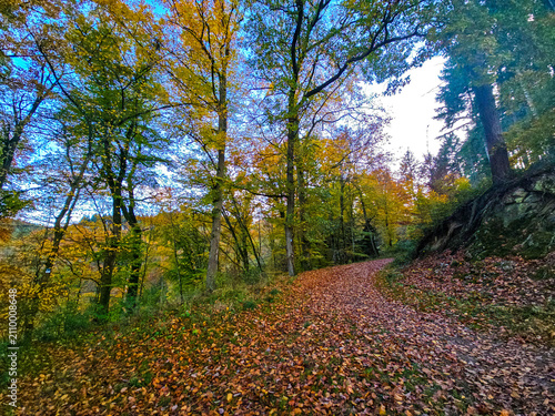 Colors of Autumn on the Forest Bluff