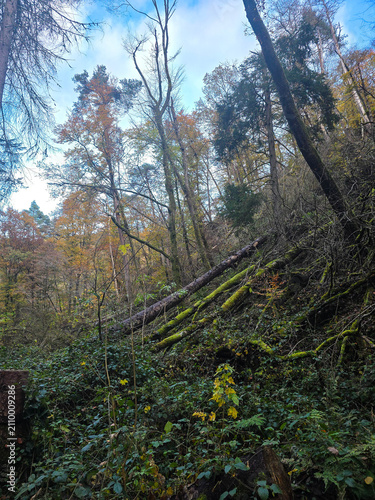 Colors of Autumn on the Forest Bluff