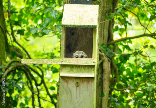 Peeping Tawny Owl chick