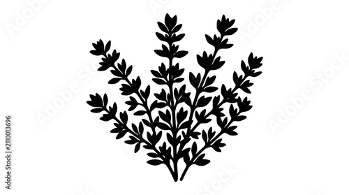 Thyme sprig black silhouette illustration on white background