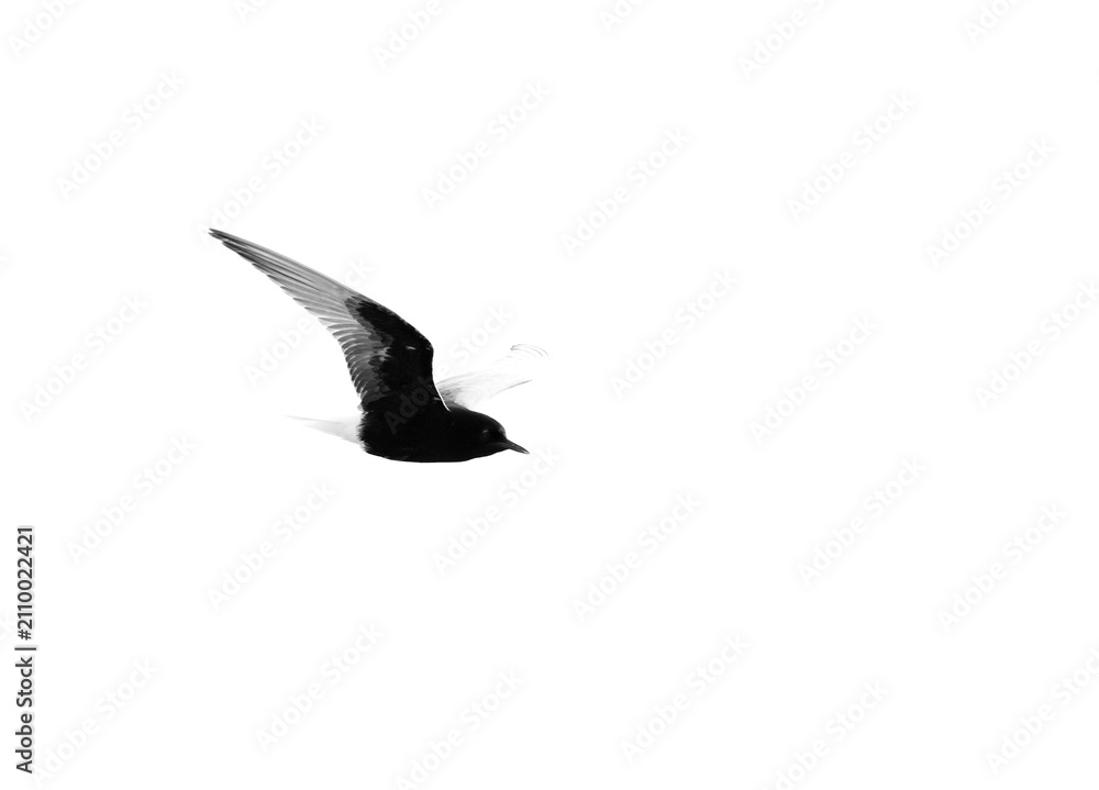 Fototapeta premium A highkey image of White-winged tern flying at Tubli bay, Bahrain