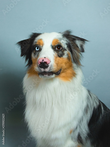 Australian shepherd dog with pink dotted nose, blue and brown eyes on light blue background