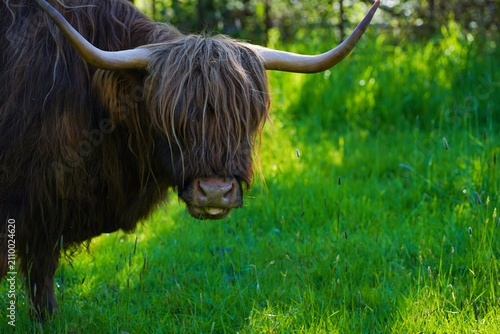 A brown highland cow in in Pollok country Park in Glasgow in Scotland