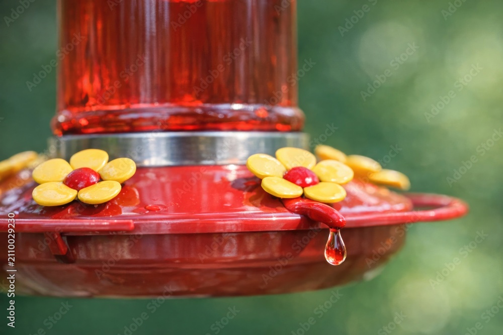 Fototapeta premium A hummingbird sipping nectar from a feeder in a sunny environment