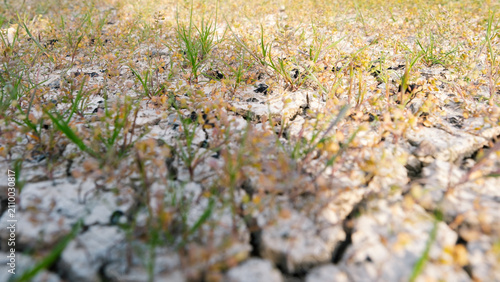 Lush green sprouts emerge from cracked earth in Nallihan Bird Sanctuary Beypazari Ankara, Turkey
