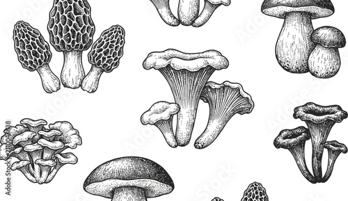 Detailed pen and ink illustrations of various edible wild mushrooms on a white background with mushrooms rendered black