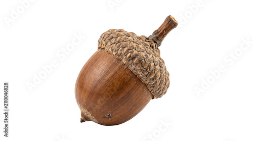Cuadro en lienzo Single brown acorn with textured cap and woody stem isolated on transparent background png high quality