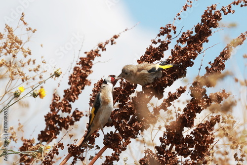 Cuadro en lienzo Beautiful European goldfinch feeding its juvenile fledgling chick in summer gard