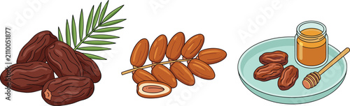 Fresh date palm fruit with honey and leaves vector set