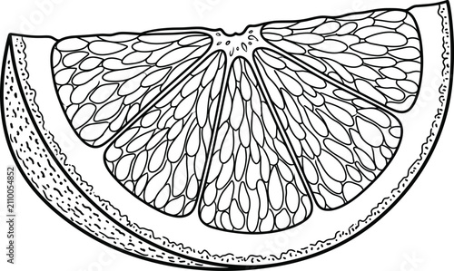 Photos Vintage orange slice line art vector, hand drawn citrus fruit wedge illustration