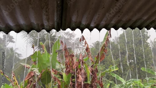 Rainwater dripping from corrugated roof over tropical banana plants