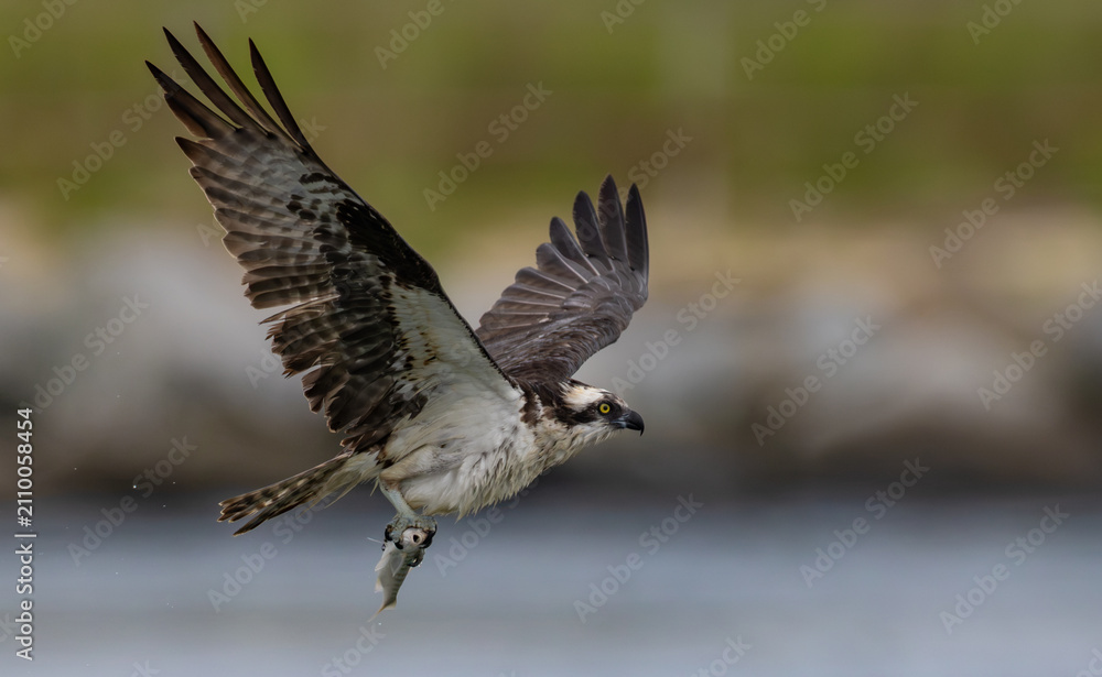 Fototapeta premium An osprey fishing in the ocean 
