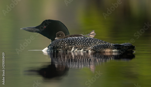 Konstfotografi Common loon on a lake at sunrise