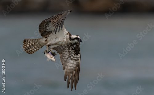 An osprey fishing in the ocean 