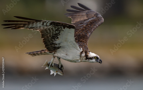 An osprey fishing in the ocean 