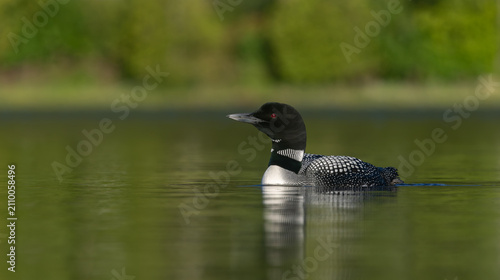Common loon on a lake at sunrise 