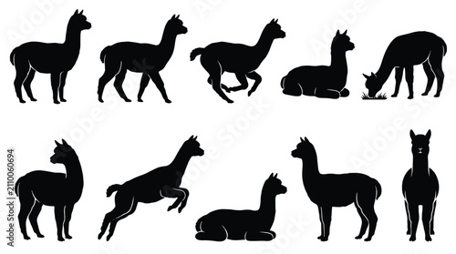 Llama and alpaca herd vector illustration. Standing, walking, and resting camelids in solid black silhouette on white background for educational materials.