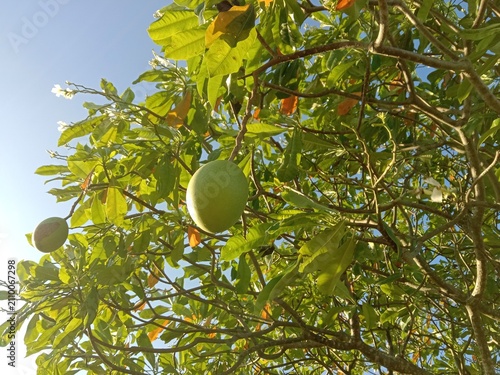 фотографія Young **bisbul** (*Diospyros blancoi*) fruits hang green amidst the dense foliage