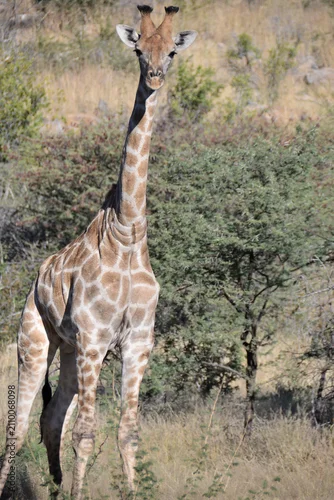 Obraz Giraffes