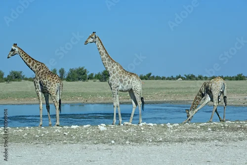 Fototapeta na wymiar Giraffes