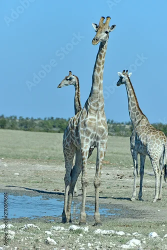 Fototapeta na wymiar Giraffes