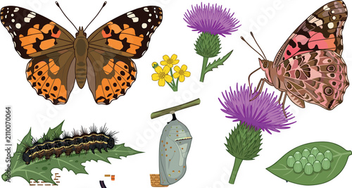 Obraz na płótnie Painted Lady Butterfly Life Cycle Vector Set Featuring Eggs, Caterpillar, Chrysa
