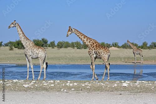 Foto Giraffes