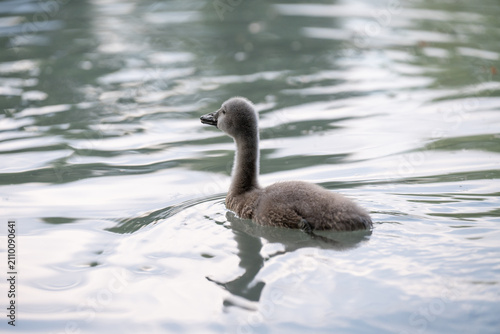 Obraz na plátně Cute little grey swan cygnet swimming on a wide lake surface with beautiful ripples and ample copy space