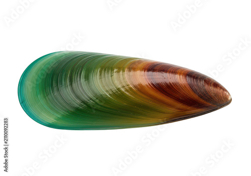 One fresh raw green mussel shell on a dark surface