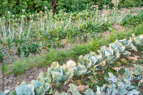 Organic vegetable garden beds with cabbage crops and blooming onions