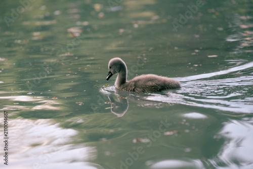 Canvas Print Cute little grey swan cygnet swimming on a green water surface with beautiful reflection and copy space