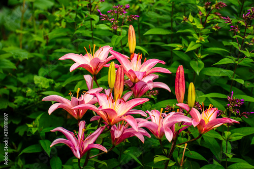 Vibrant Pink Lily Flowers with Fresh Buds in a Lush Summer Garden