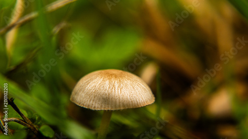 фотографія poisonous mushroom Psatyrella