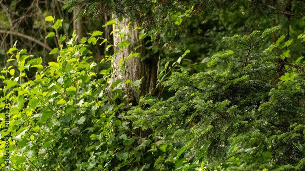 Obraz premium deciduous coniferous fir green forest in summer. close-up