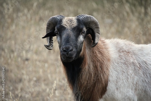 Foto Close-Up Portrait of a Horned Ram Looking at the Camera