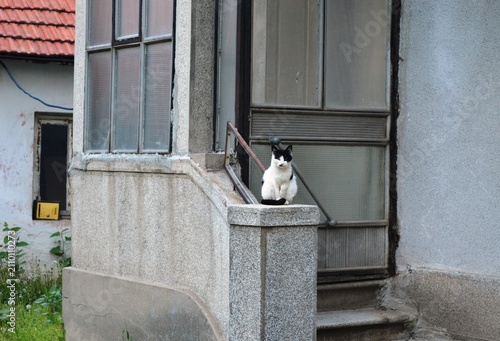Canvastavla cat sitting on the fence wall