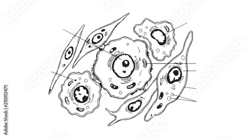 Foto Diverse Human Cell Types Microscopic Diagram Illustration
